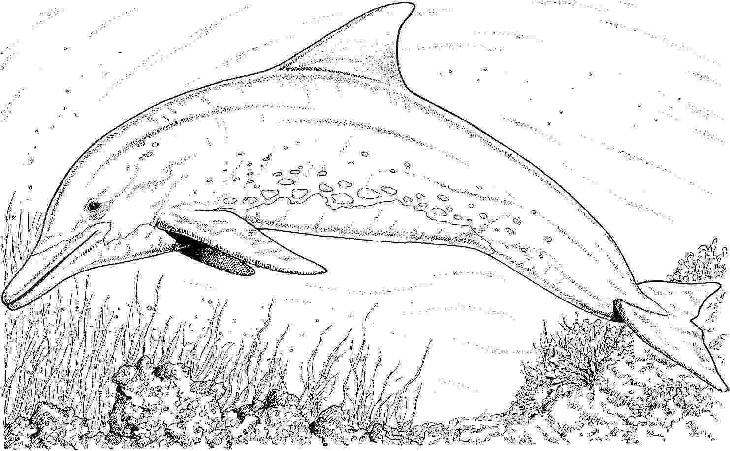 dolphin coloring pages to print dolphin coloring pages download and print for free pages dolphin coloring to print 