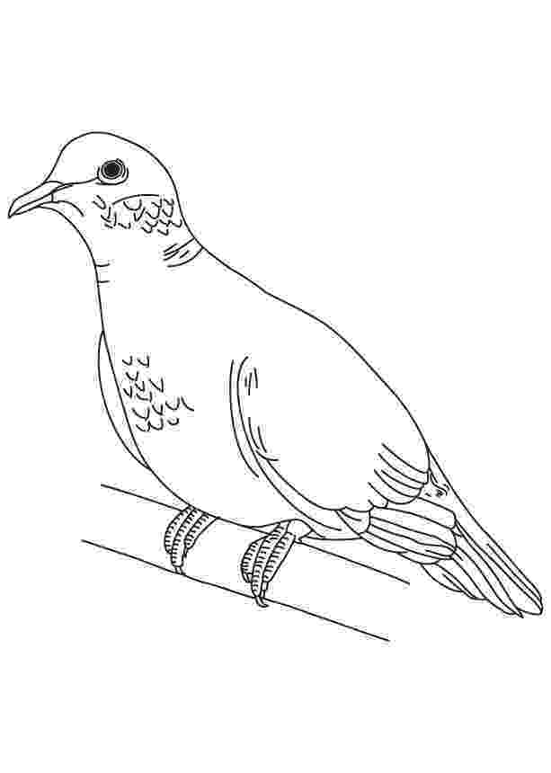 doves coloring pages turtle doves drawing at getdrawingscom free for pages doves coloring 