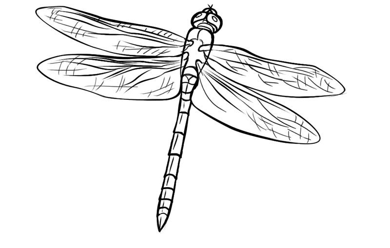 dragonfly coloring free dragonfly coloring page 7 dragonfly coloring 