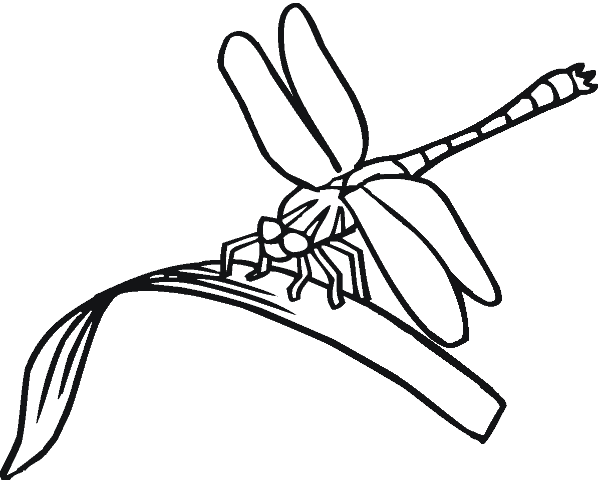 dragonfly coloring free printable dragonfly coloring pages for kids animal coloring dragonfly 