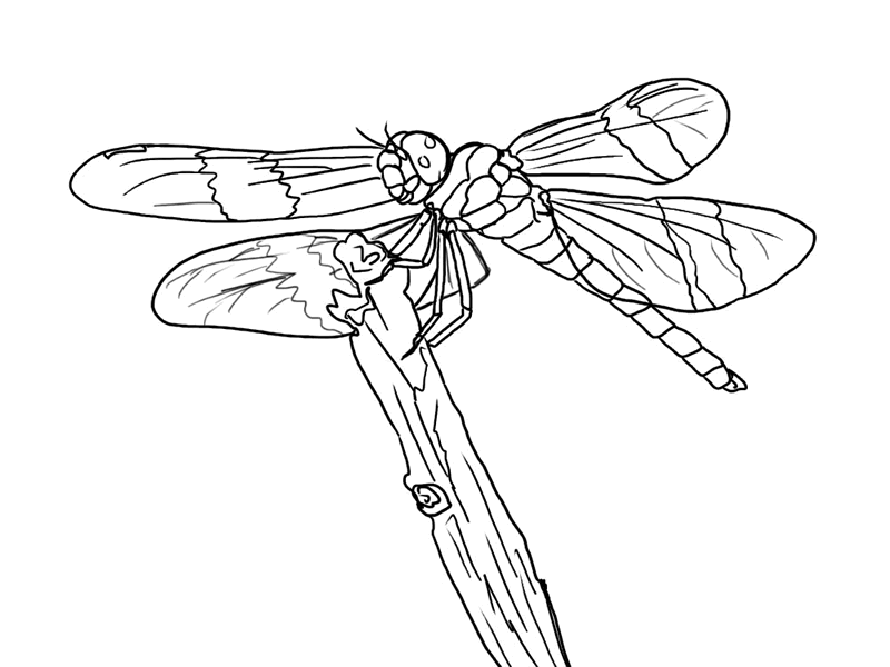 dragonfly coloring free printable dragonfly coloring pages for kids animal dragonfly coloring 