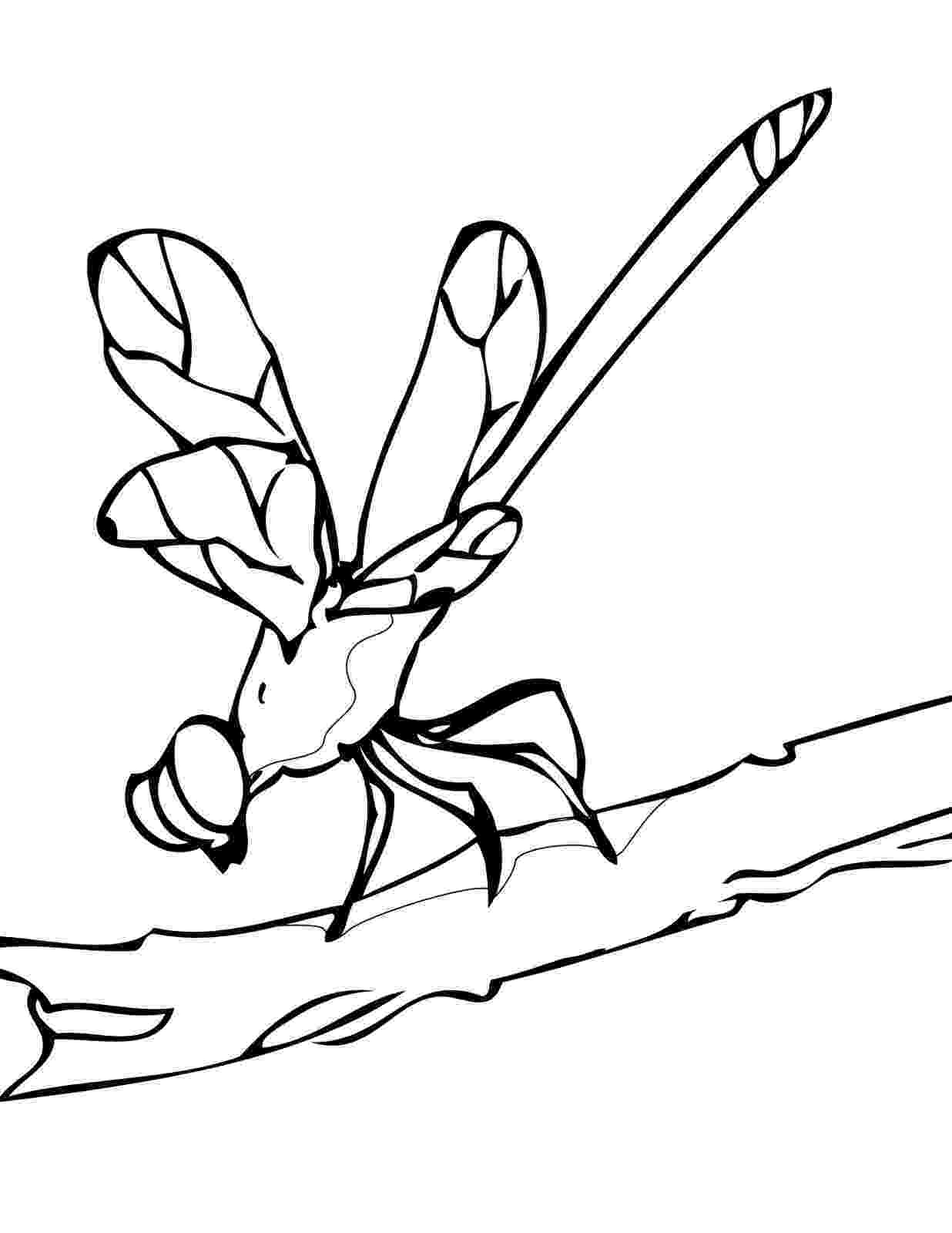 dragonfly coloring free printable dragonfly coloring pages for kids coloring dragonfly 1 2
