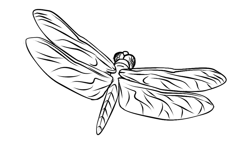 dragonfly coloring free printable dragonfly coloring pages for kids dragonfly coloring 
