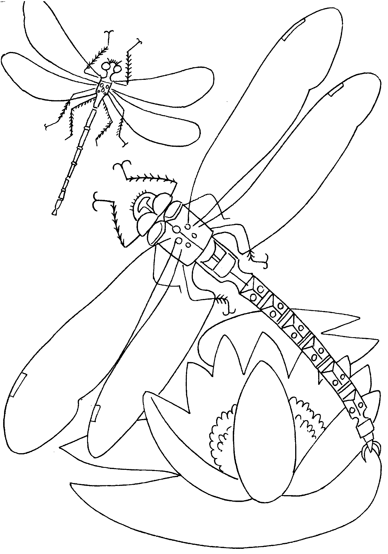 dragonfly coloring page dragonflies adult coloring page digital stamp dragonfly coloring page 