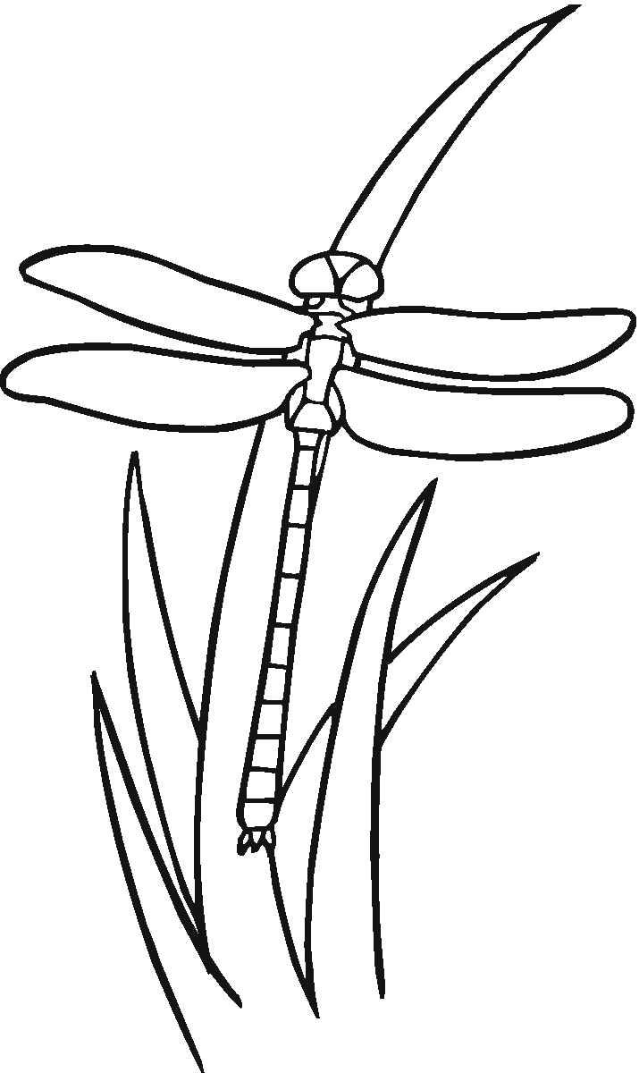 dragonfly coloring page dragonfly coloring pages for adult cute coloring pages dragonfly coloring page 