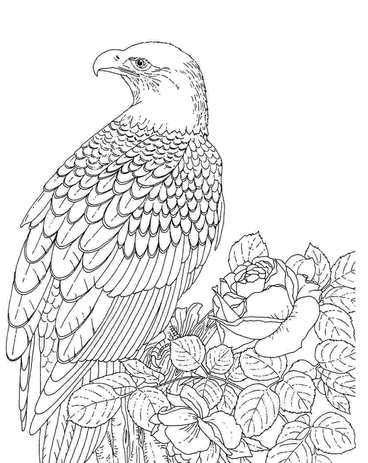 eagle printable free printable bald eagle coloring pages for kids printable eagle 