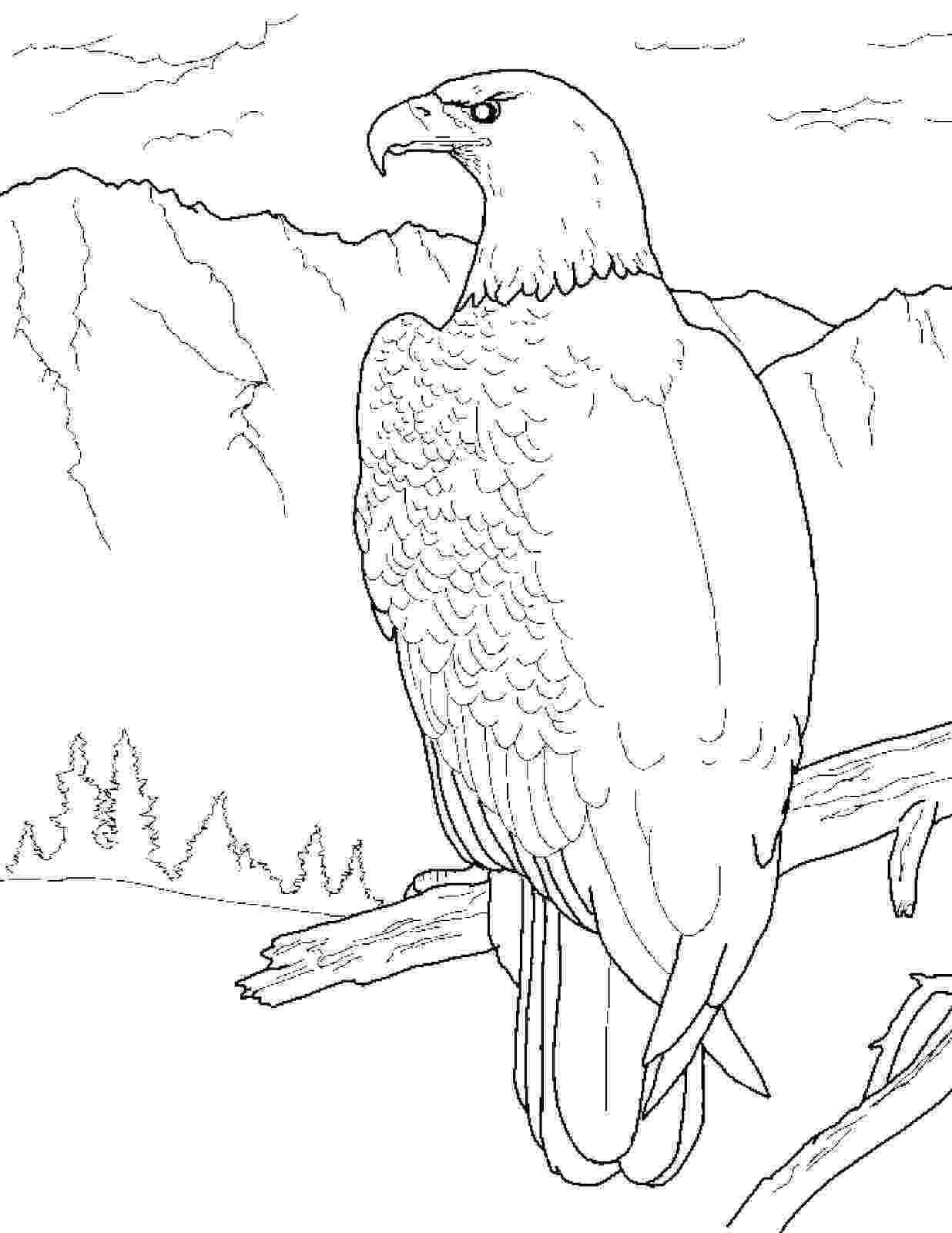 eagle printable free printable eagle coloring pages for kids printable eagle 1 2