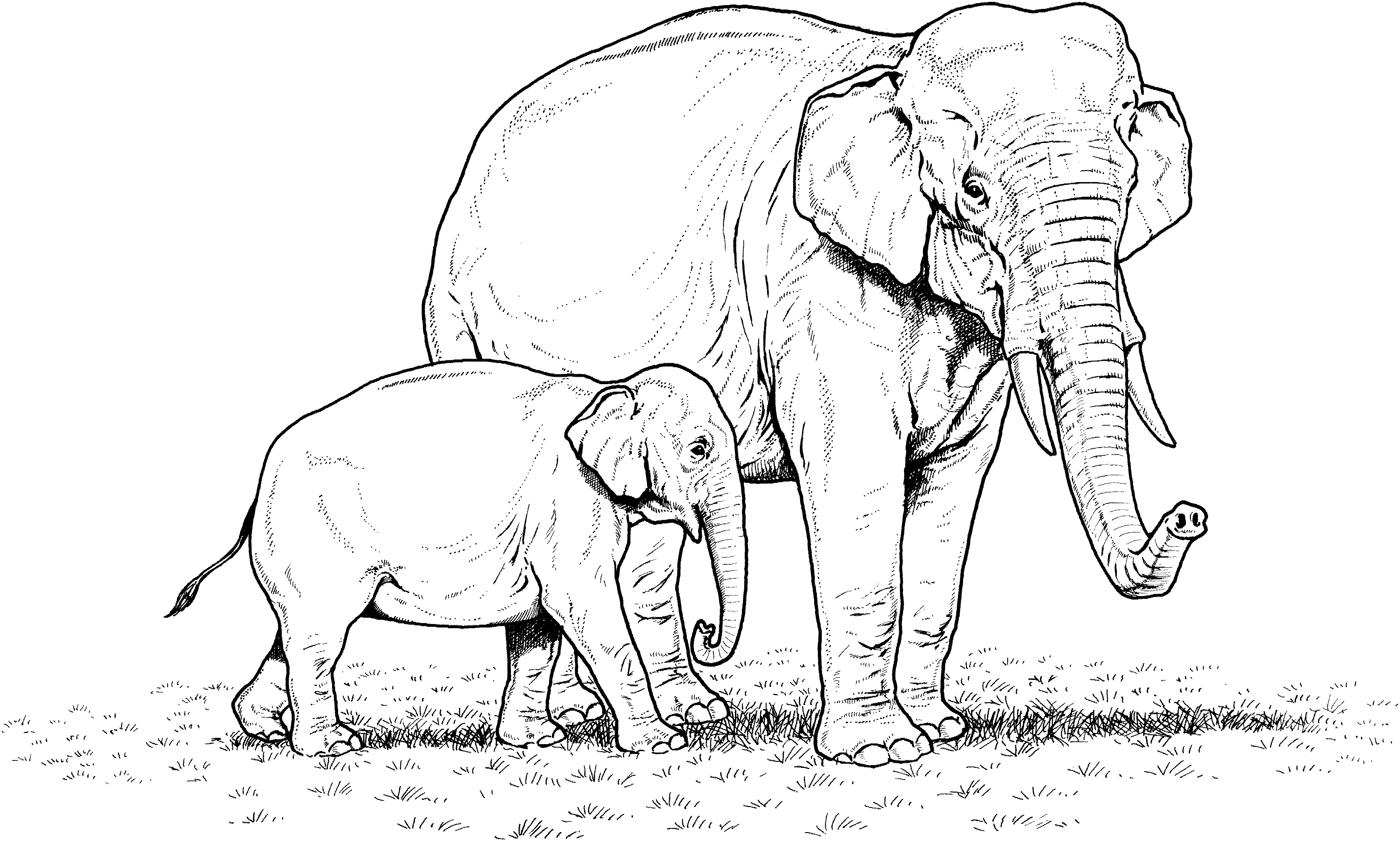 elephant coloring sheet free elephant coloring pages coloring elephant sheet 