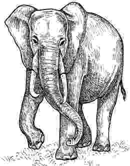 extinct animals coloring pages 9 most endangered rainforest animals coloring pages animals coloring extinct pages 