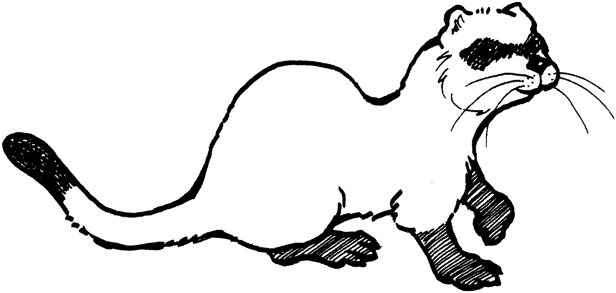 ferret coloring pages chino ferret lineart by spikysshadow on deviantart pages coloring ferret 