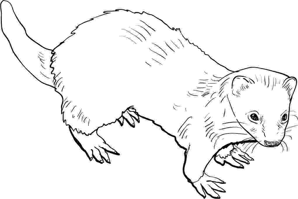 ferret coloring pages coloring ferret pages coloring ferret pages 