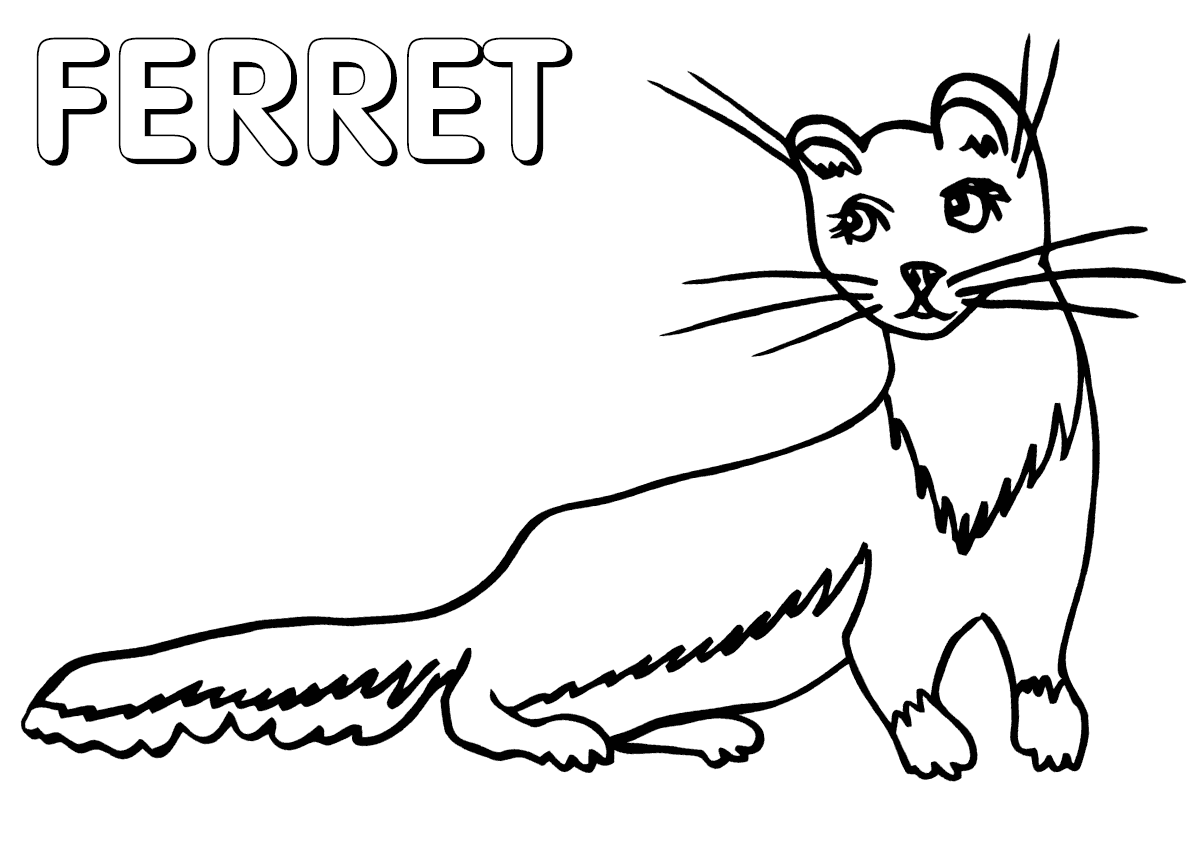 ferret coloring pages drawing of ferret illustrations creative market coloring pages ferret 