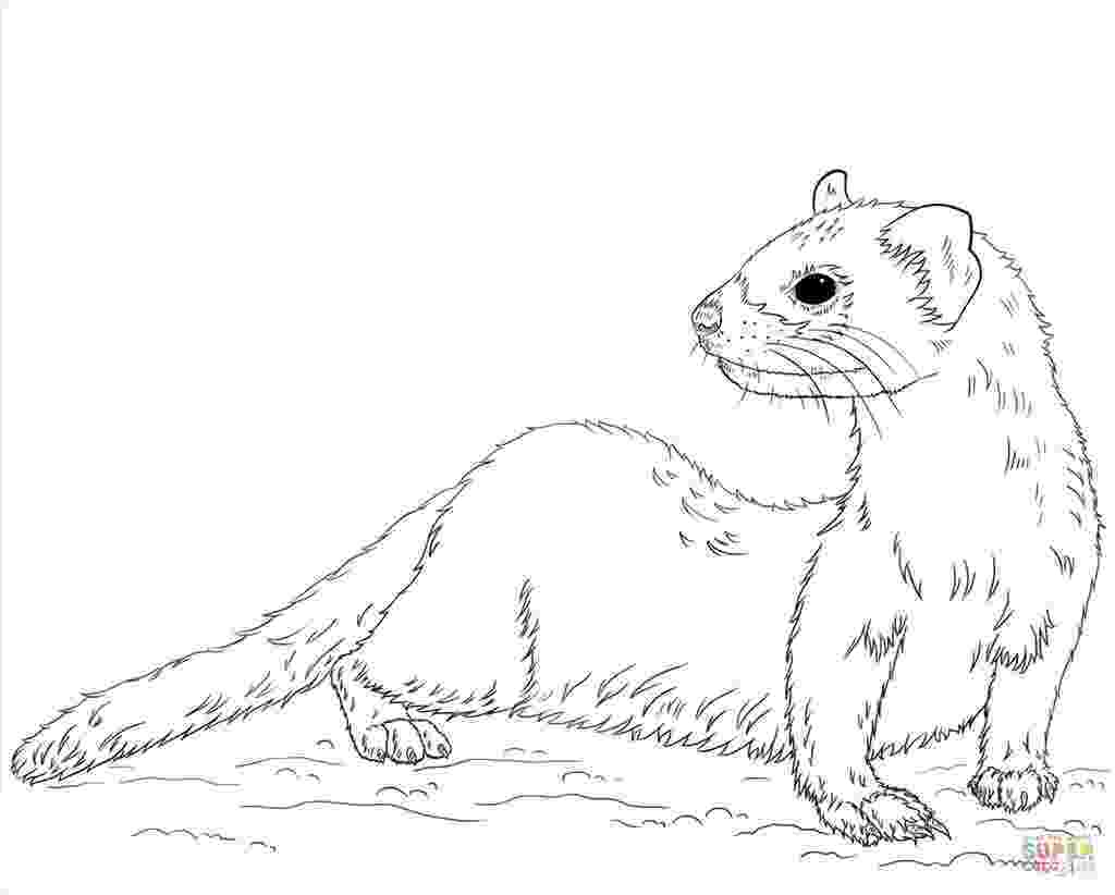 ferret coloring pages ferret drawing at getdrawingscom free for personal use ferret coloring pages 