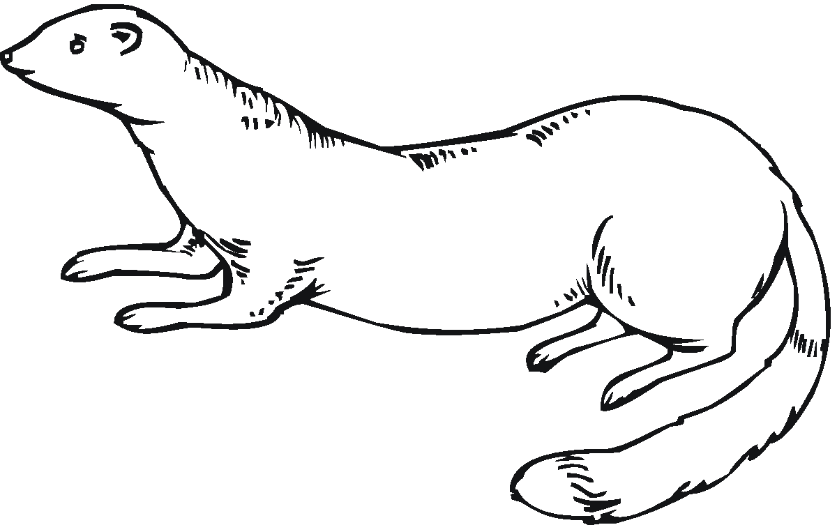 ferret coloring pages ferret printable coloring pages coloring ferret pages 