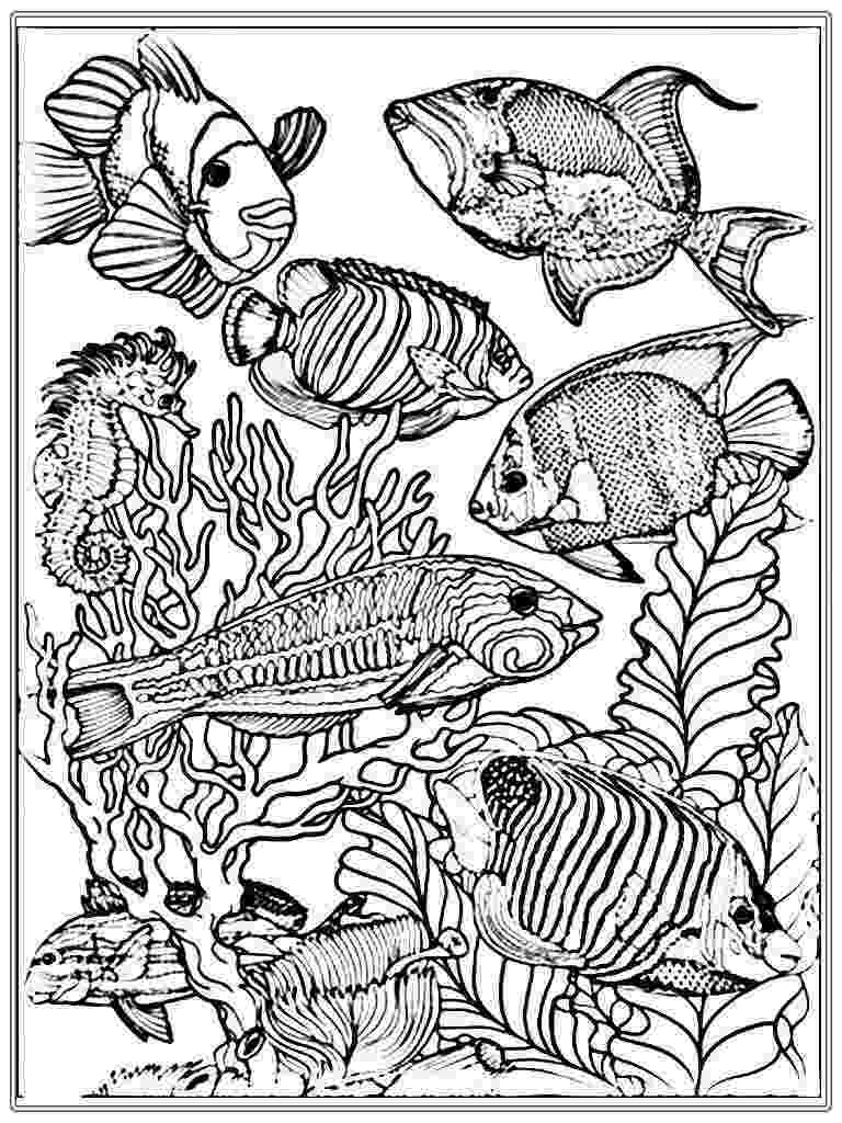 fish color page free fish coloring pages for kids page color fish 