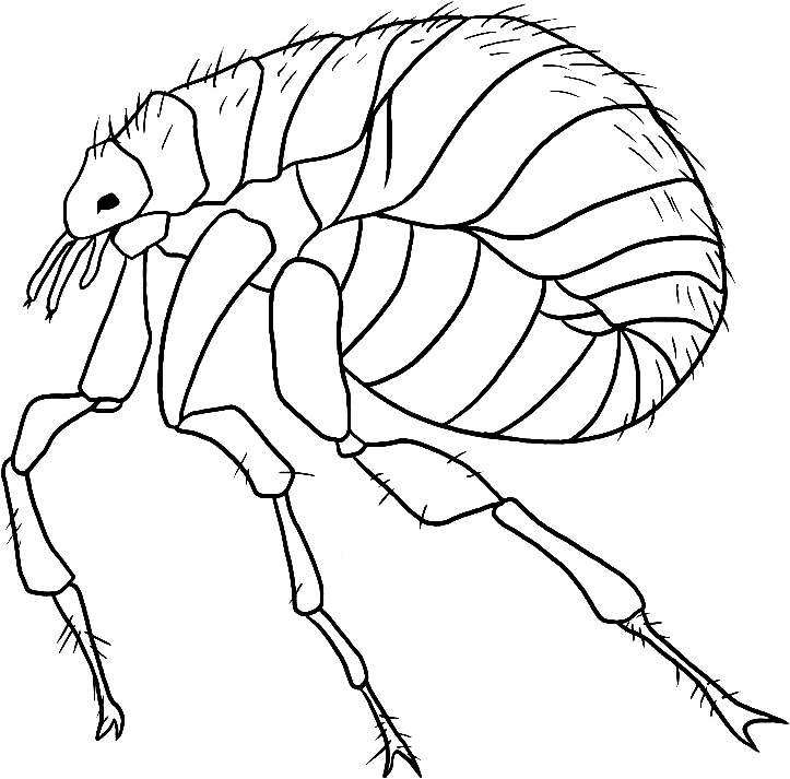 flea coloring page flea coloring pages flea coloring page 