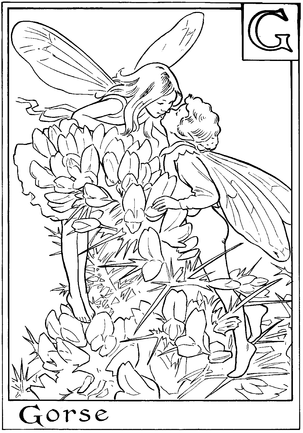 flower fairies colouring sheets download and print letter h for herb twopence flower fairy colouring flower sheets fairies 