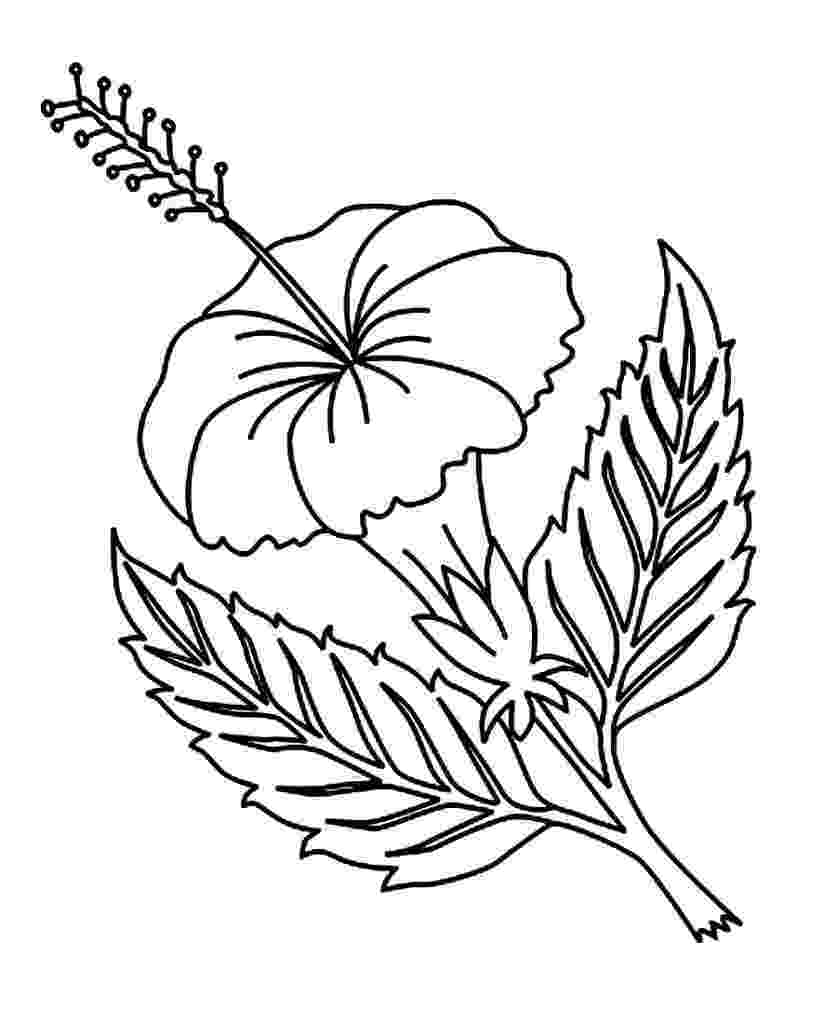 flower images to color flowers coloring pages coloringpages1001com to color images flower 