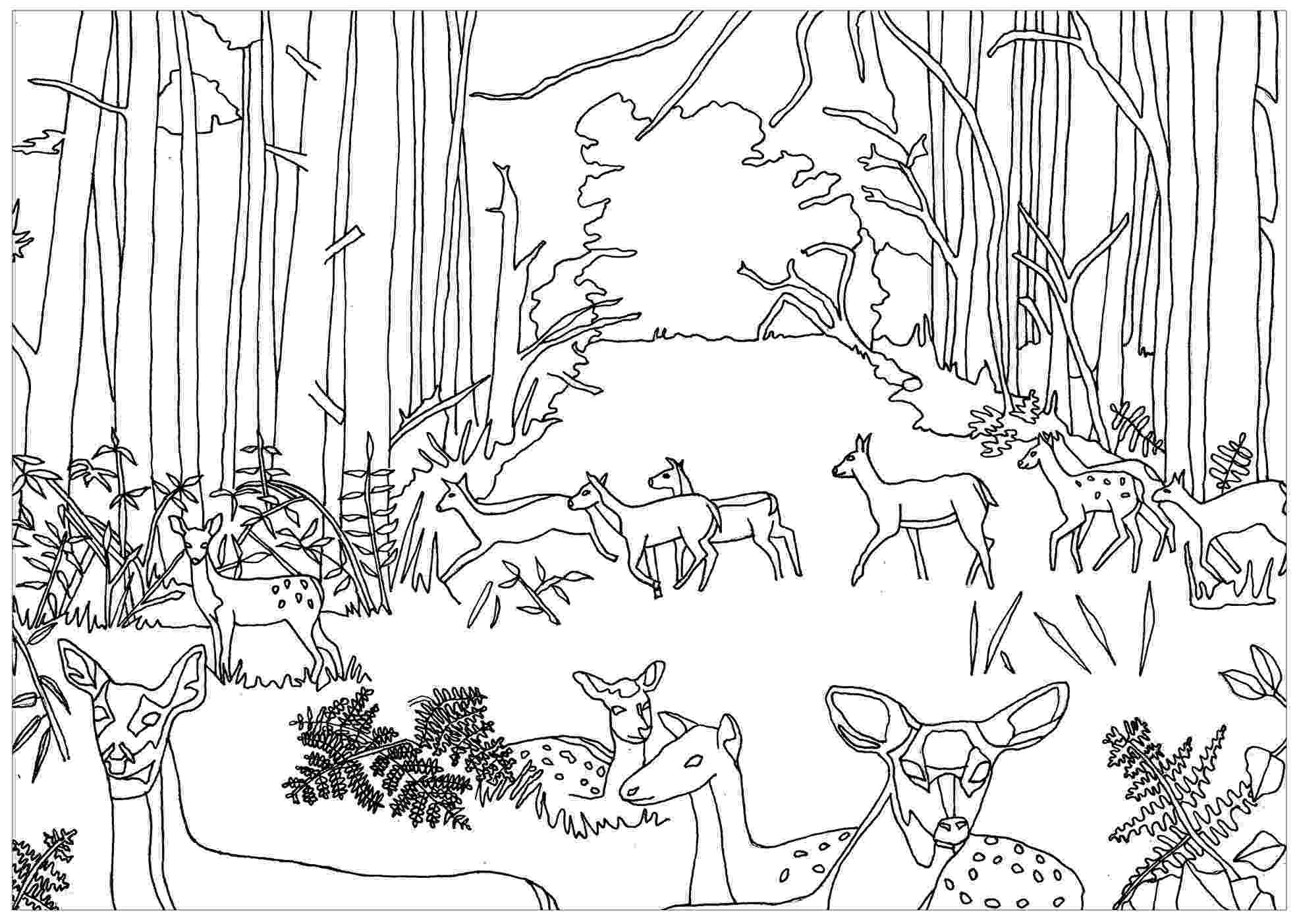 forest coloring sheets does and fawns in forest deers adult coloring pages sheets forest coloring 