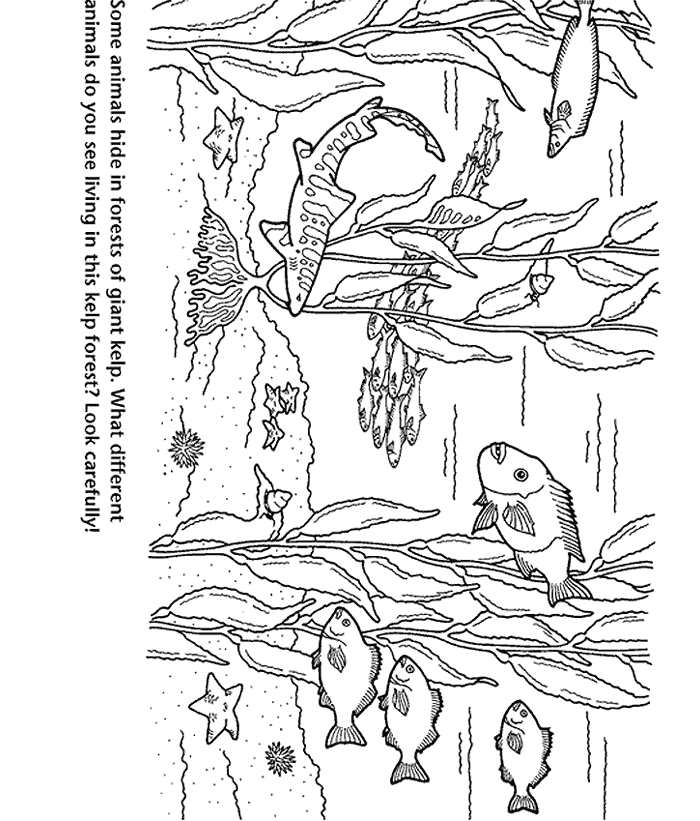 forest coloring sheets forest coloring pages to download and print for free sheets coloring forest 