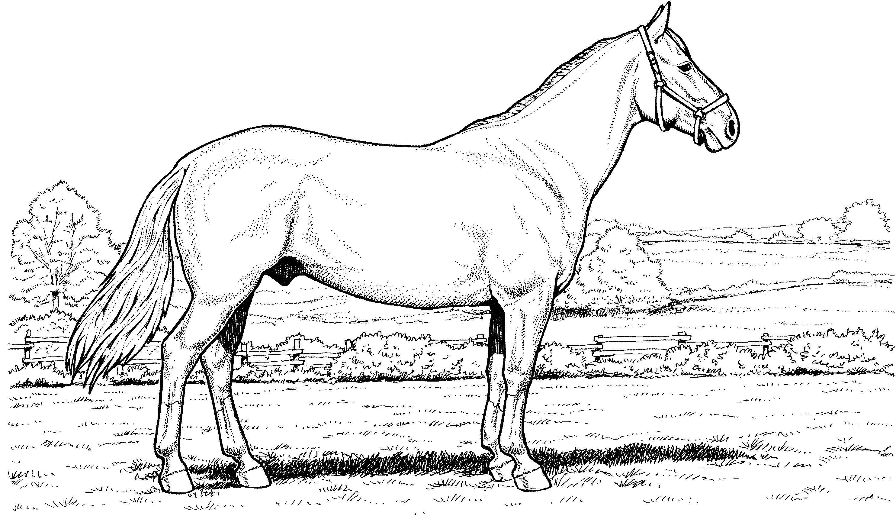 free horse pictures to color online horse coloring pages 1001 coloringpages animals color to free horse online pictures 