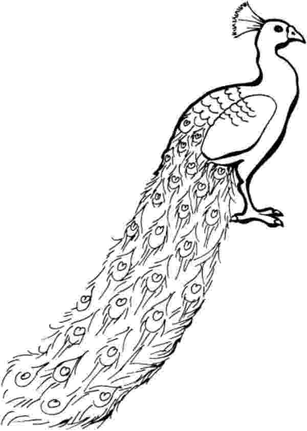 free peacock printables free peacock coloring sheet embroidery pinterest free printables peacock 