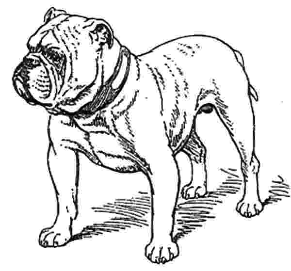 free printable bulldog coloring page bulldog wearing t shirt coloring page free printable page printable coloring free bulldog 