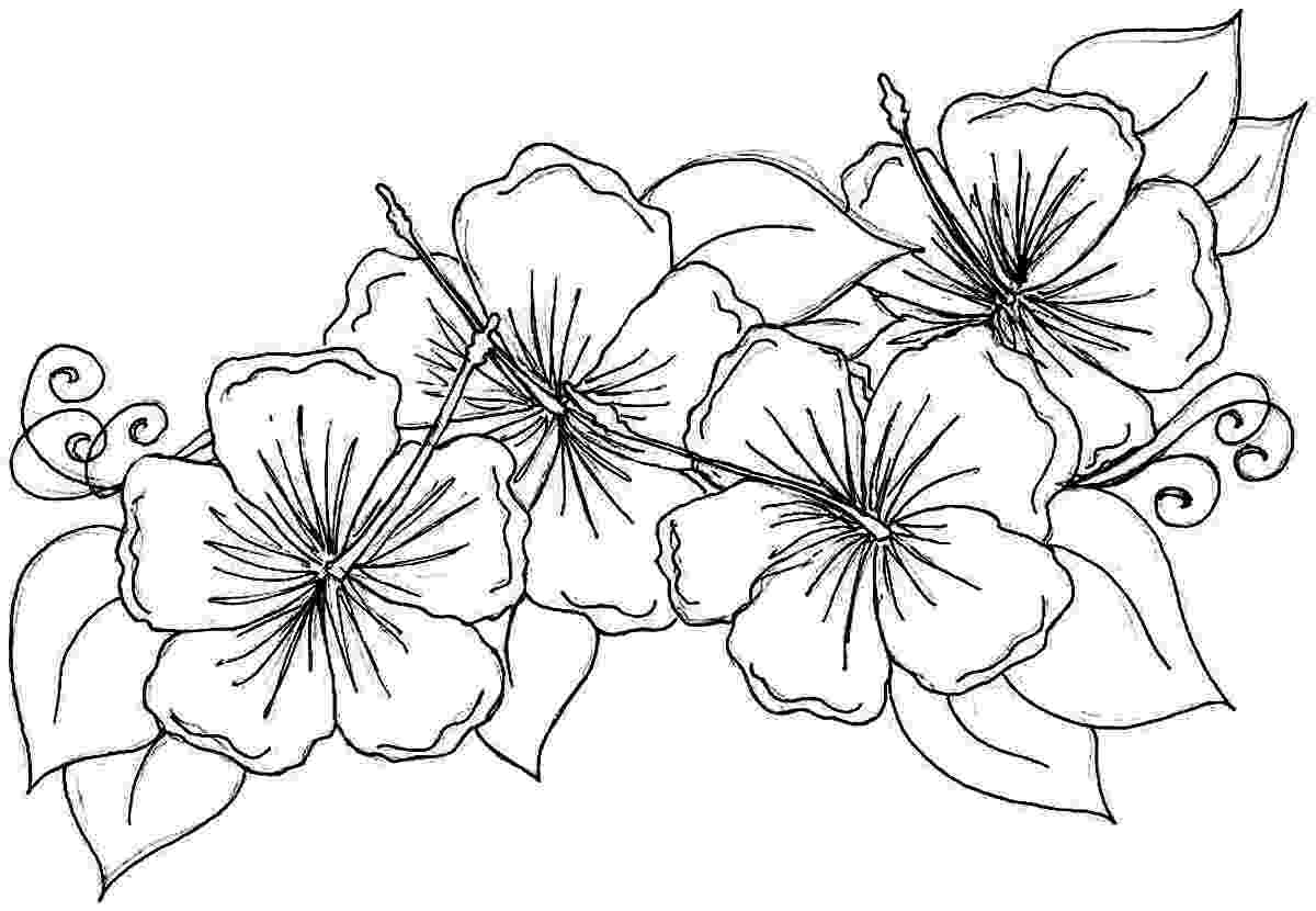 free printable coloring pages flowers free printable hibiscus coloring pages for kids free printable pages flowers coloring 