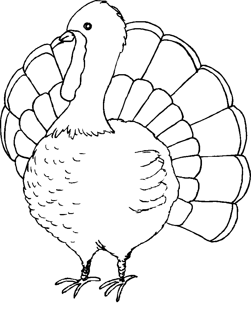 free turkey coloring pages thanksgiving coloring pages free printable large turkey turkey coloring free pages 