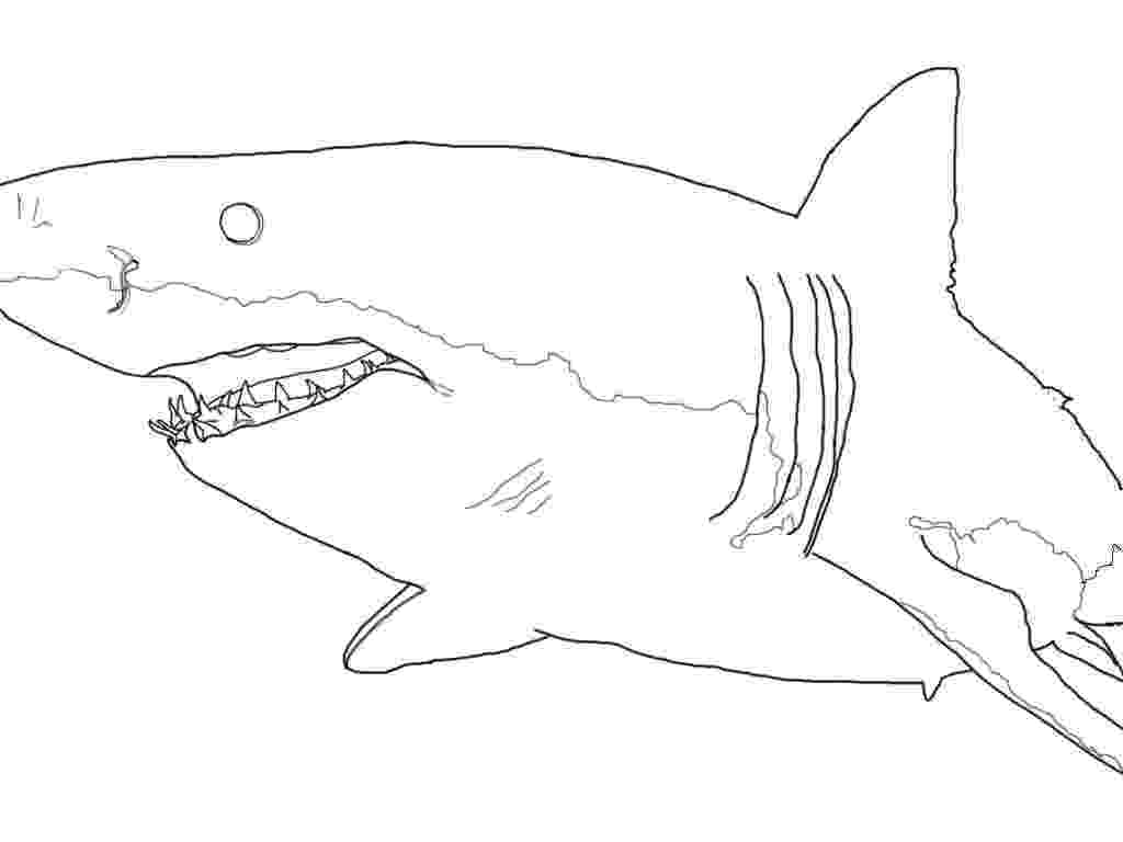 great white shark color 1000 images about printables on pinterest coloring shark white great color 
