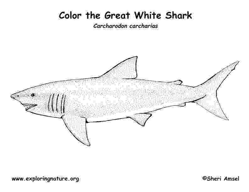 great white shark color shark coloring pages to download and print for free great color white shark 
