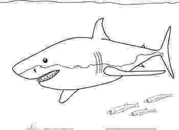 great white shark color shark great white coloring page shark color white great 