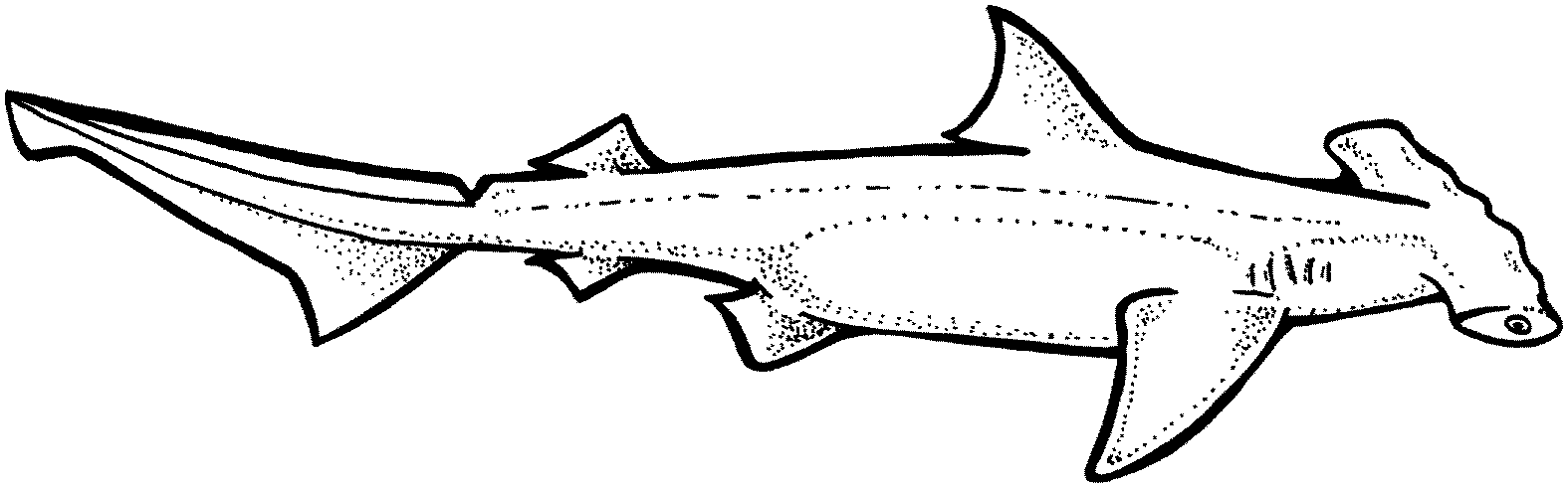 hammerhead shark coloring pages free shark coloring pages pages hammerhead coloring shark 