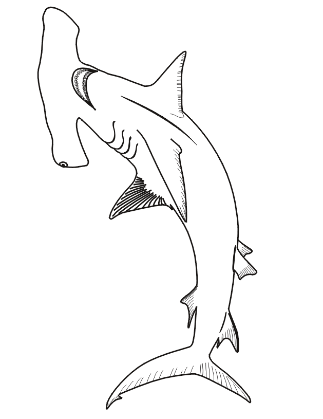 hammerhead shark coloring pages shark line drawing at getdrawings free download hammerhead shark coloring pages 