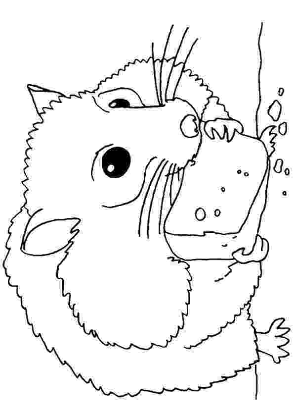 hamster coloring pages to print ausmalbilder für kinder malvorlagen und malbuch pages to print coloring hamster 