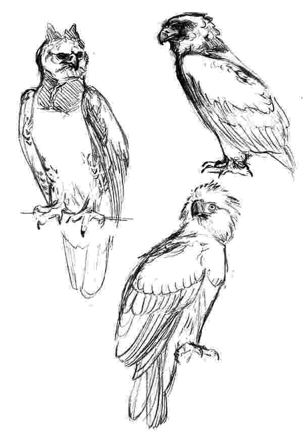 harpy eagle coloring page amazing animal harpy eagle coloring pages amazing animal harpy coloring eagle page 1 1
