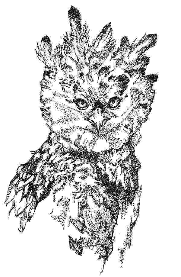 harpy eagle coloring page harpy eagle coloring download harpy eagle coloring for harpy eagle coloring page 