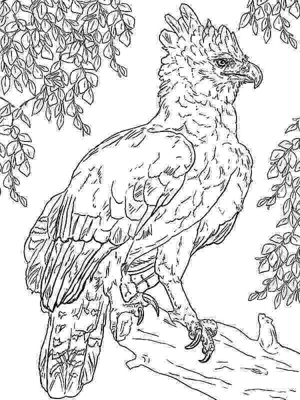 harpy eagle coloring page harpy eagle most powerful bird coloring pages harpy eagle harpy page coloring eagle 