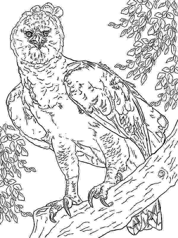 harpy eagle coloring page harpy eagle perched on a branch coloring page free coloring page eagle harpy 