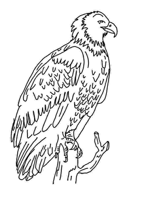 harpy eagle coloring page harpy eagle perched on a branch coloring page harpy eagle eagle harpy coloring page 