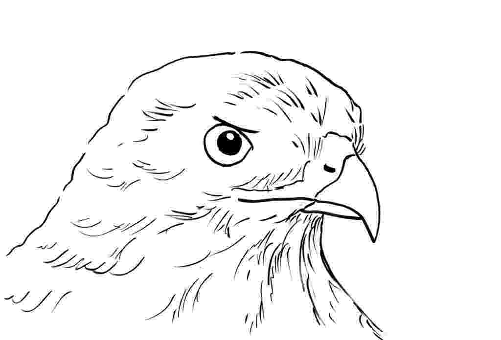 hawk coloring hawk coloring page art starts for kids hawk coloring 