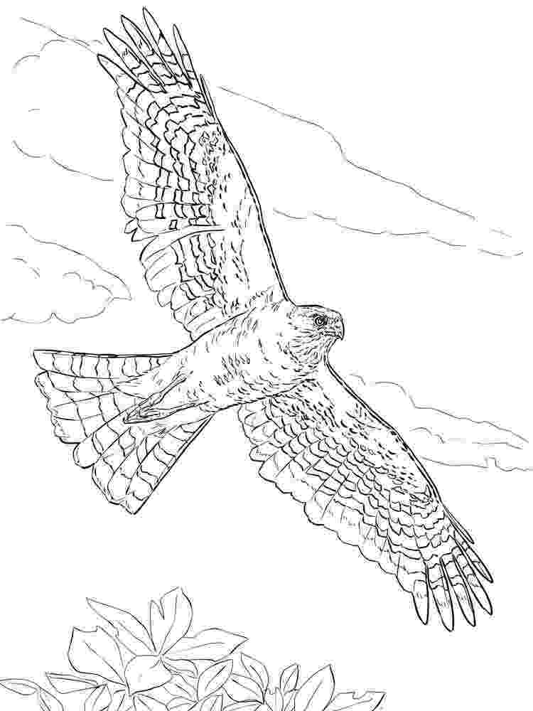 hawk coloring hawk coloring pages download and print hawk coloring pages coloring hawk 