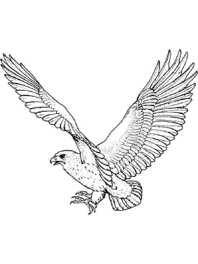 hawk coloring hawk coloring pages download and print hawk coloring pages hawk coloring 