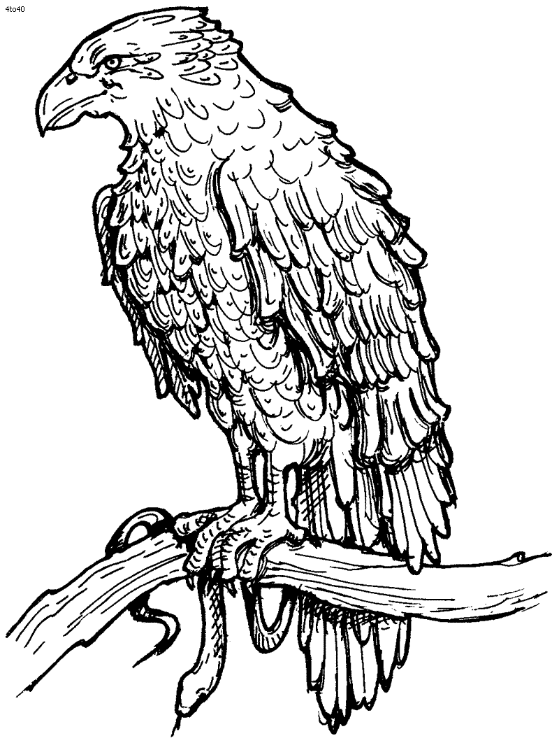 hawk coloring hawk coloring pages to download and print for free coloring hawk 1 1