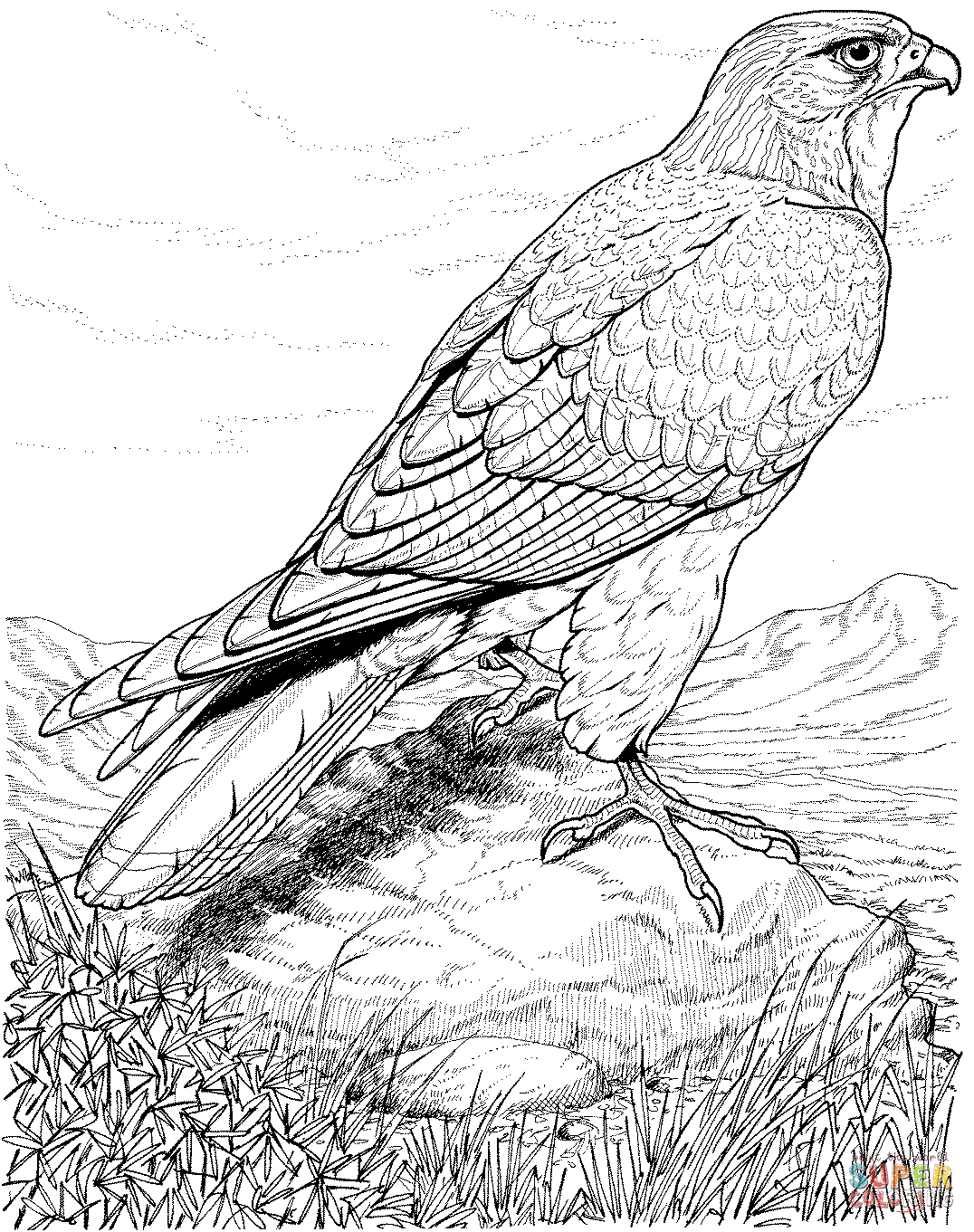hawk coloring hawk coloring pages to download and print for free hawk coloring 