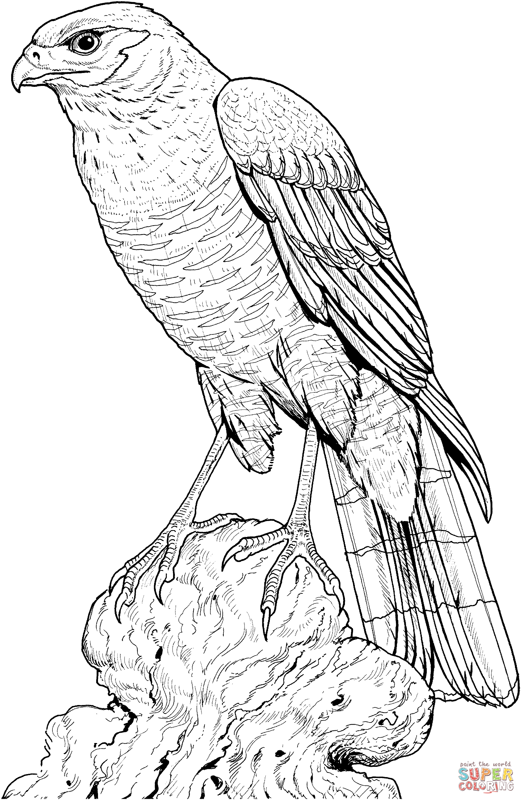 hawk coloring hawk coloring pages to download and print for free hawk coloring 1 1