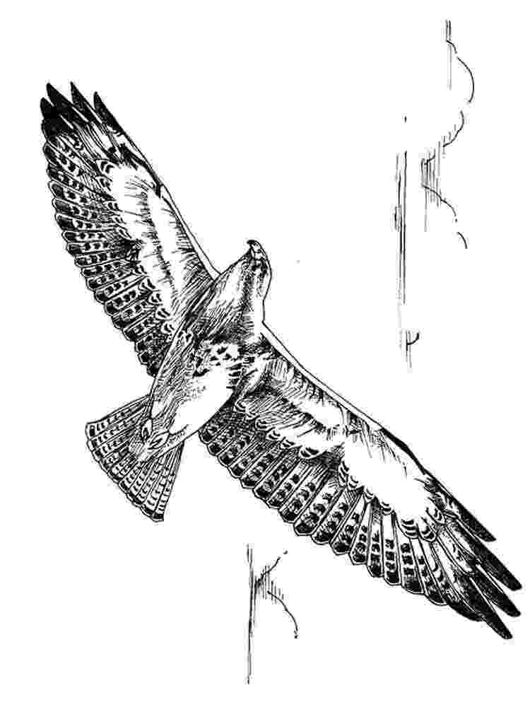 hawk coloring hawk coloring pages to download and print for free hawk coloring 1 2