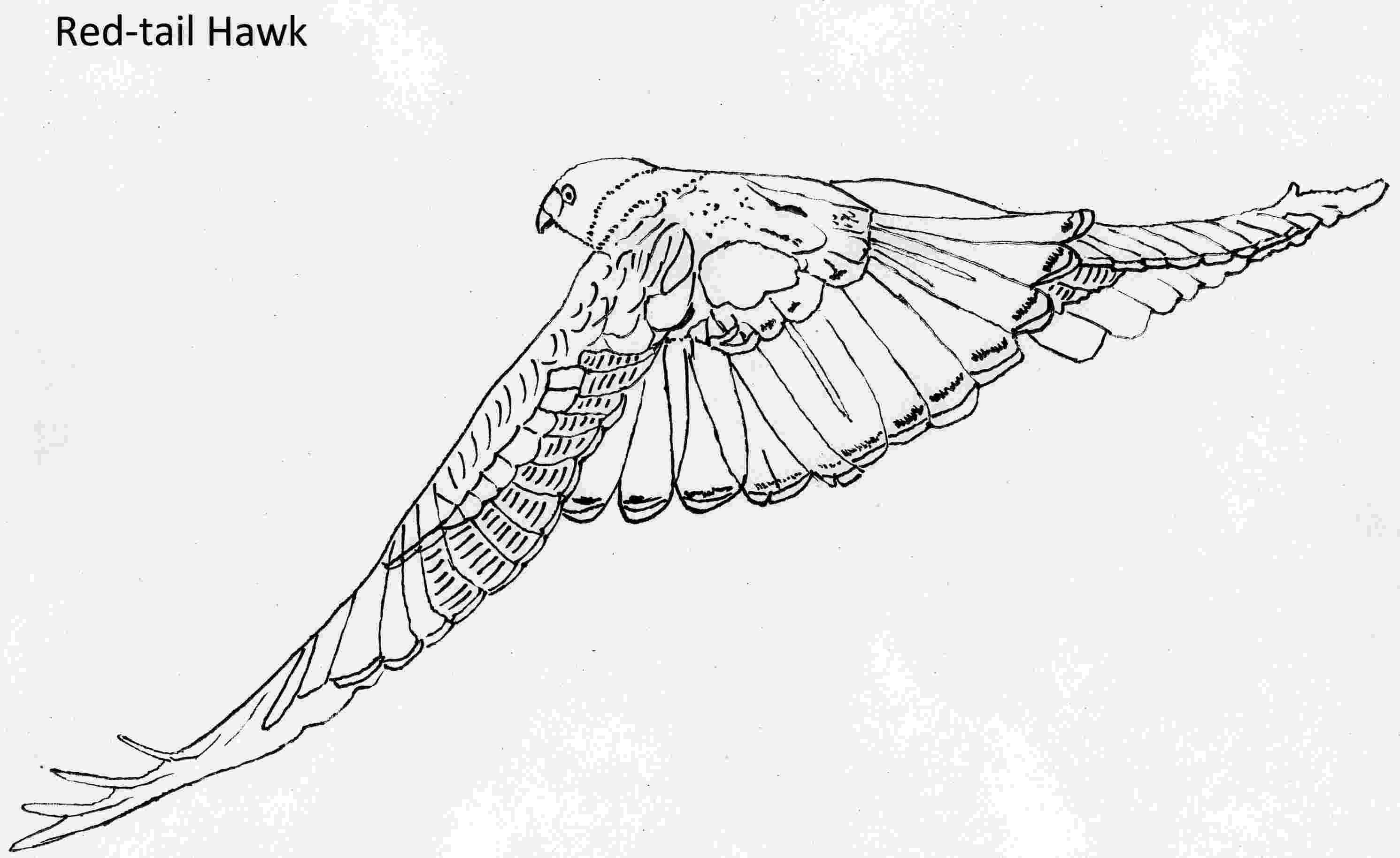 hawk coloring hawk coloring pages to download and print for free hawk coloring 1 3