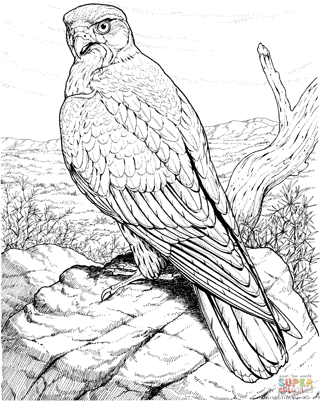 hawk coloring hawks coloring pages free coloring pages bird coloring coloring hawk 