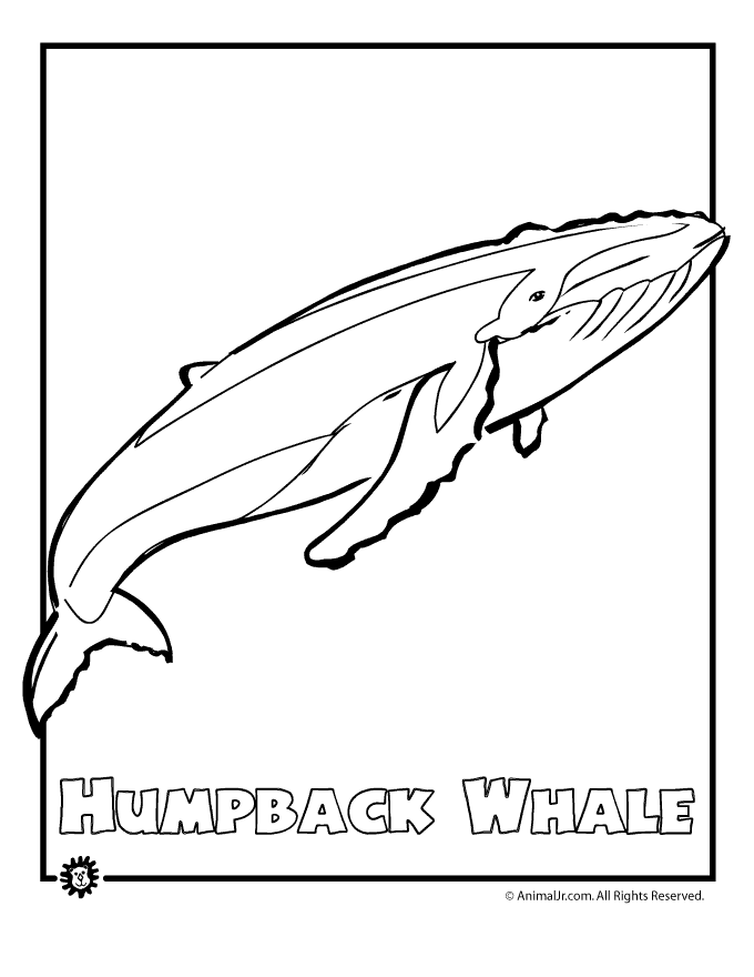 humpback whale pictures to color carolyndigbyconahancom blog archive bubble homes pictures whale color humpback to 